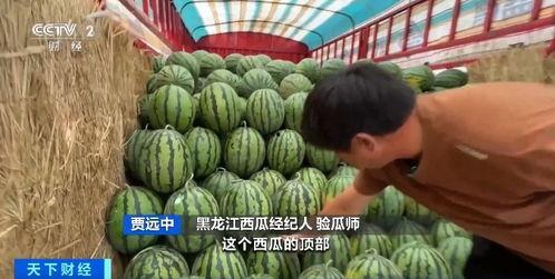 瓜瓜吃瓜主题画,瓜瓜吃瓜，趣味盎然