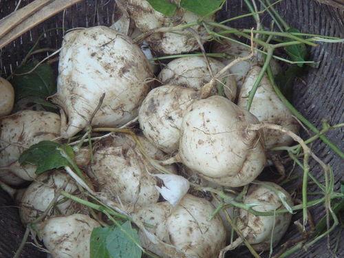 武汉达人吃瓜,揭秘城市生活趣味瞬间