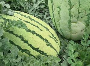 有吃瓜的么,有吃瓜的么?热点事件深度解析