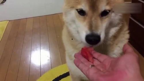 吃瓜狗视频大全集,笑料百出,欢乐无限