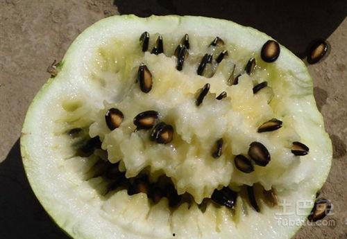 孕妇吃籽瓜做菜,籽瓜菜谱，营养与口感并存