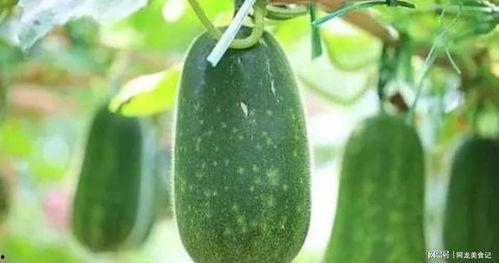 冬瓜一瓜两吃,美味与健康的完美融合